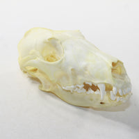Fox Skull. #6138