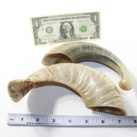 2 Sheep Horn  #3239 Natural Colored Polished Ram Horns