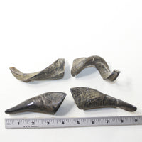 4 Small Polished Goat Horns #8238 Natural colored