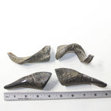 4 Small Polished Goat Horns #8238 Natural colored