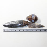 Orthoceras Fossil Handle Stone Blade Ornamental Knife #4042 Mountain Man Knife