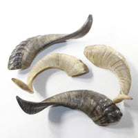 4 Sheep Horns  #5941 Natural Colored Polished Ram Horns