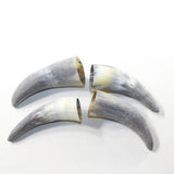 4 Raw Unfinished Cow Horn Tips #2838 Natural Colored