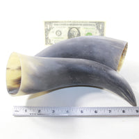 2 Raw Unfinished Cow Horns #5242 Natural Colored