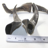 4 Large Polished Goat Horns #4837 Natural colored
