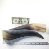 2 Raw Unfinished Cow Horns #3441 Natural Colored