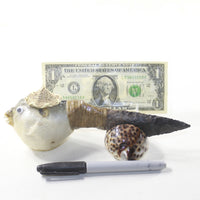 Puffer Fish Handle Stone Blade Ornamental Knife #2393-2 Mountain Man Knife