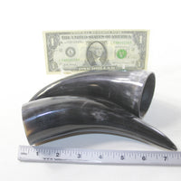 2 Small Polished Cow Horns #1936 Natural colored