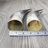 2 Small Polished Cow Horns #5642 Natural colored