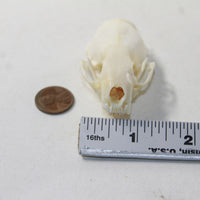 Mink Skull. #6438