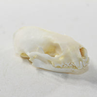 Mink Skull. #6438