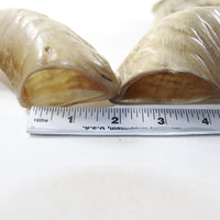 4 Sheep Horns  #3538 Natural Colored Polished Ram Horns