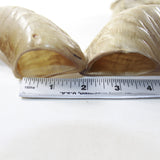 4 Sheep Horns  #3538 Natural Colored Polished Ram Horns