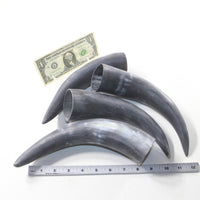 4 Raw Unfinished Cow Horns #203-1 Natural Colored