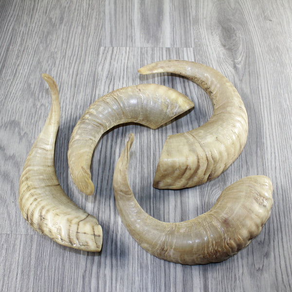 4 Sheep Horns  #6343 Natural Colored Polished Ram Horns