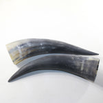 2 Raw Unfinished Cow Horns #8942 Natural Colored