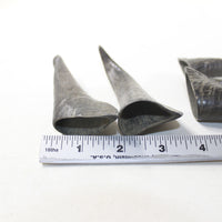 4 Small Polished Goat Horns #9137 Natural colored