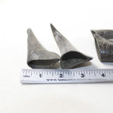 4 Small Polished Goat Horns #9137 Natural colored