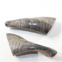 2 Small Polished Goat Horns #5242 Natural Colored