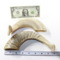 2 Sheep Horn  #2438 Natural Colored Polished Ram Horns