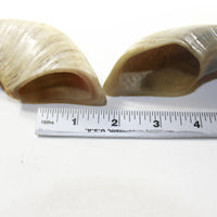 2 Sheep Horn  #3239 Natural Colored Polished Ram Horns