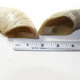 2 Sheep Horn  #3239 Natural Colored Polished Ram Horns
