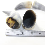 4 Raw Unfinished Cow Horn Tips #8742 Natural Colored