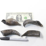 4 Small Polished Goat Horns #3235 Natural colored