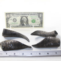 4 Small Polished Goat Horns #9137 Natural colored