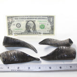 4 Small Polished Goat Horns #9137 Natural colored