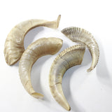 4 Sheep Horns  #3538 Natural Colored Polished Ram Horns