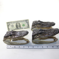3 Alligator 5.5 Inch Heads  #V033-2    taxidermy gator reptile crocodile