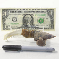 Raccoon Jaw Handle Stone Blade Ornamental Knife #13641 Mountain Man Knife