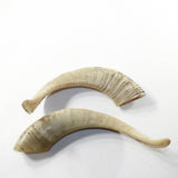 2 Sheep Horn  #973-2 Natural Colored Polished Ram Horns