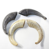 4 Sheep Horns  #073-2 Natural Colored Polished Ram Horns