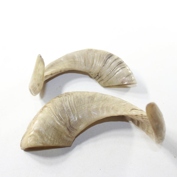 2 Sheep Horn  #4538 Natural Colored Polished Ram Horns