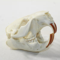 Beaver Skull. #6038