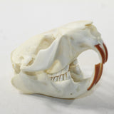 Beaver Skull. #6038