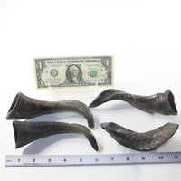 4 Large Polished Goat Horns #4837 Natural colored