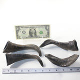4 Large Polished Goat Horns #4837 Natural colored