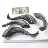 4 Sheep Horns  #1139 Natural Colored Polished Ram Horns