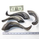 4 Sheep Horns  #1139 Natural Colored Polished Ram Horns