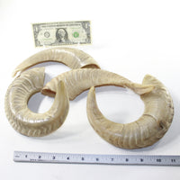 4 Sheep Horns  #6138 Natural Colored Polished Ram Horns