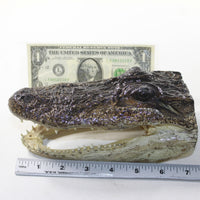 1 Alligator 7 Inch Head  #V039    taxidermy gator reptile crocodile