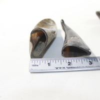 4 Small Polished Goat Horns #0438 Natural colored