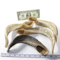 4 Sheep Horns  #2839 Natural Colored Polished Ram Horns