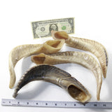 4 Sheep Horns  #2839 Natural Colored Polished Ram Horns