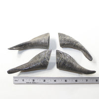 4 Small Polished Goat Horns #9137 Natural colored