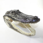 1 Alligator 11 Inch Head  #V035    taxidermy gator reptile crocodile