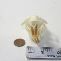 Muskrat Skull. #6338